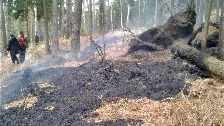 Verbrannter Waldboden bei Lohmen: Praktikanten des Nationalparks hatten das Feuer entdeckt.