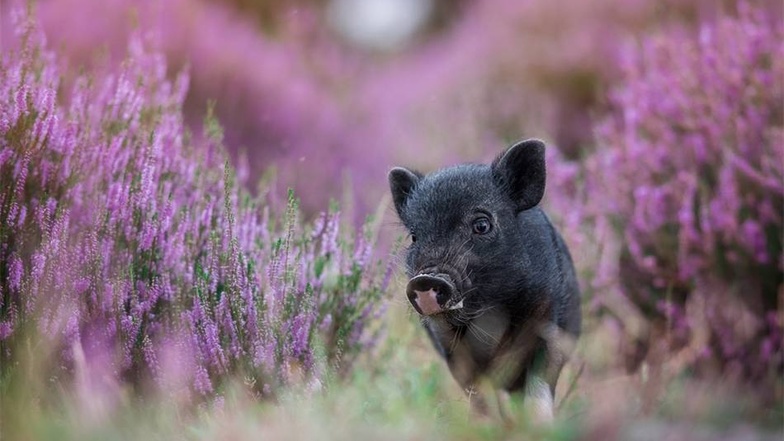 Minischweine haben es der 30-Jährigen angetan. Für 2018 bastelt sie an einem Schweine-Kalender.