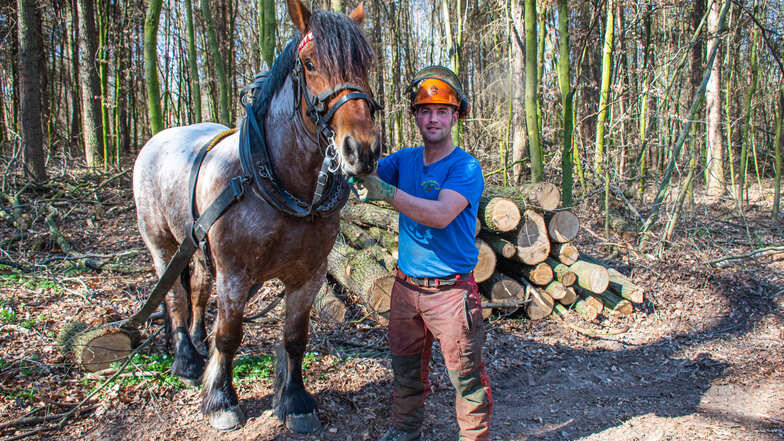Dietmar Dietze hat mithilfe seines Holzrückepferdes Anton gefällte Laubbäume im Wald bei Paudritzsch transportiert.