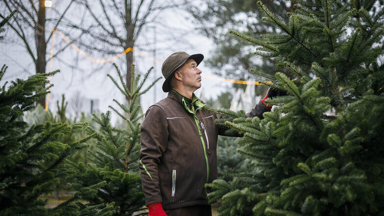 Sieht doch gut aus, trotz des Dürre-Sommers: Andreas Heyde begutachtet in Deutsch-Paulsdorf einen Baum auf der Plantage. Heute beginnt der Verkauf. Die Preise haben sich im Vergleich zum Vorjahr nicht verändert.