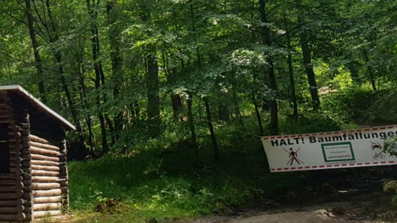 Wie hier im Sebnitzer Wald sind derzeit überall im Forstbezirk Neustadt Waldwege gesperrt. Grund sind Baumfällungen zur Borkenkäferbekämpfung.