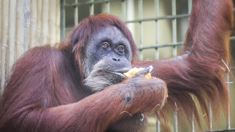 Geburtstag im Dresdner Zoo: Orang-Utan-Weibchen Djudi wird 50