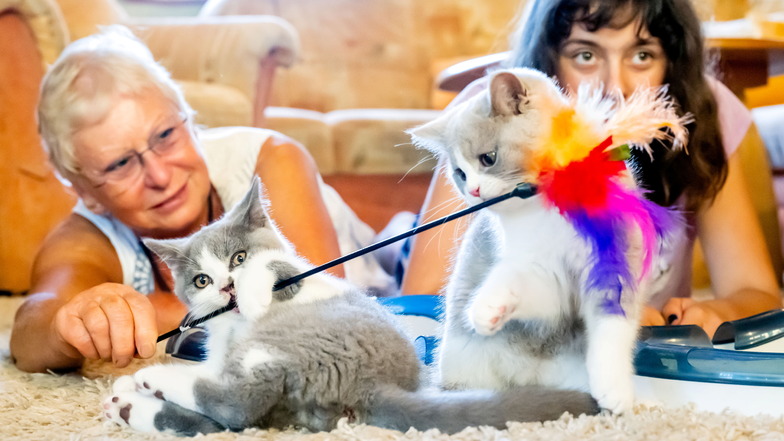 "Katzenmama" Marlis Krause und Tochter Sophie spielen mit den Kätzchen im heimischen Wohnzimmer. Die zwölf Wochen alten Katzen gehören zur Rasse Britisch Kurzhaar.