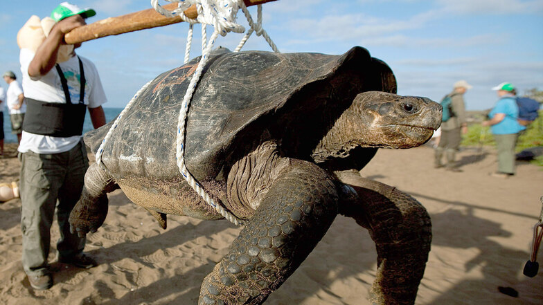 Eine Riesenschildkröte wird von Wissenschaftlern auf die Insel Pinta Island auf Galapagos gebracht.
