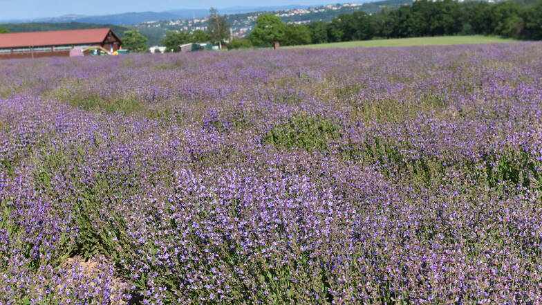 Ein bisschen wie in der Provence: Was hier blüht, ist allerdings Salbei und kein Lavendel.