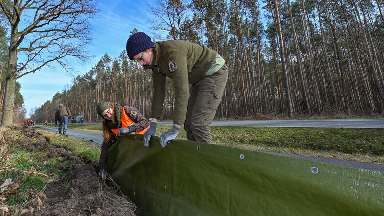 Helfer der Naturschutzstationen aus dem Landkreis Bautzen stellen Amphibienzäune auf.