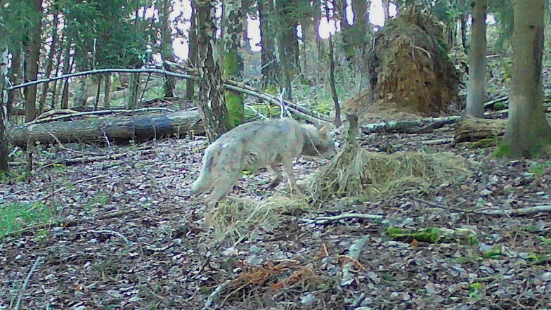 Die Wildtierkamera von Justin Wolfframm bei Krumhermsdorf nahm vor wenigen Tagen diesen Wolf auf.