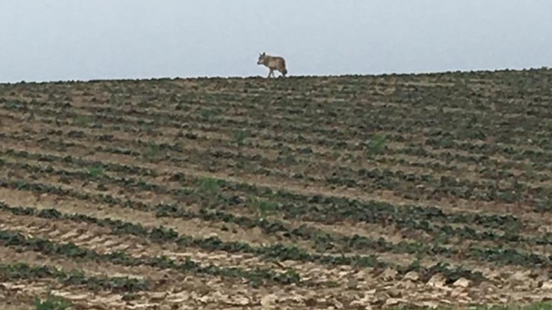 Diesen Wolf hat der Hobbyjäger und Landwirt Axel Wachs auf einem Feld zwischen Sömnitz und Auerschütz fotografiert. Am vergangenen Wochenende wurde der graue Jäger offenbar erneut in der gleichen Region beobachtet.