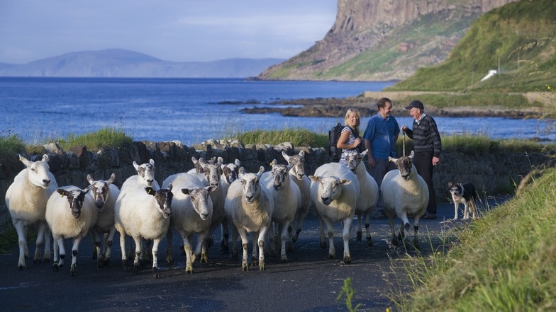 Mit Schafen auf Wanderschaft in Irland.