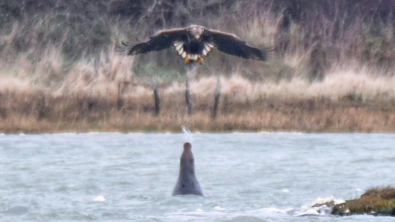 Ungewöhnliches Verhalten: Robbe spuckt auf Adler