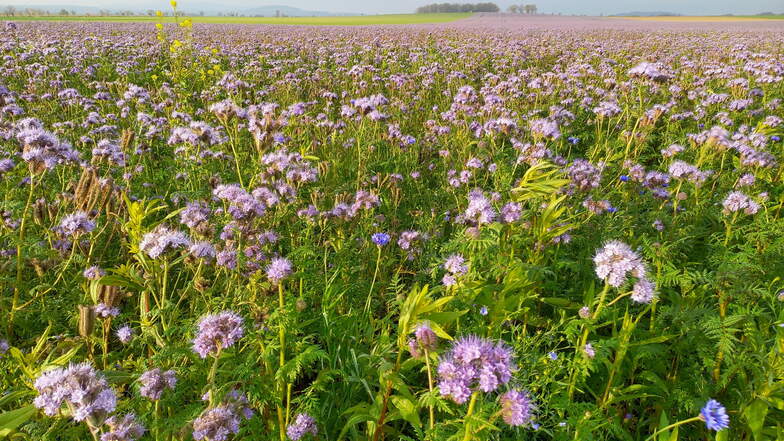 Bienenweide wird als Zwischenfrucht auf den Feldern angebaut. Zurzeit blühen die Pflanzen rund um Niesky herrlich lila.