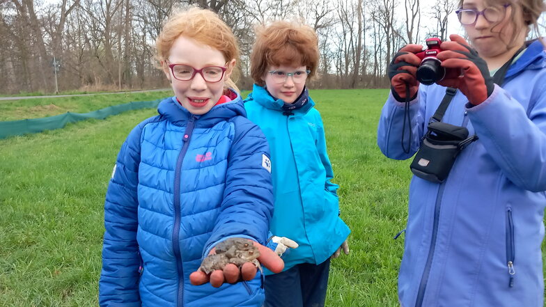 Elisabeth zeigt ein Krötenpaar, das sie soeben aus einem Eimer am Froschzaun in Jahnishausen herausgenommen hat.