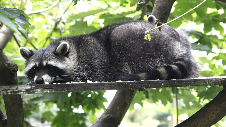Die niedlichen Waschbären sorgen für Ärger. Sie verstecken sich auf Dachböden und wildern in den Dresdner Gärten und in der Heide.