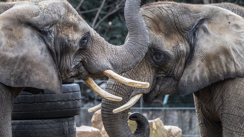 Die Elefanten Mogli und Sawu sind in Dresden zu Hause, andernorts werden ihre Artgenossen bedroht. Um Tieren zu helfen, hat der Zoo ein Projekt gestartet.