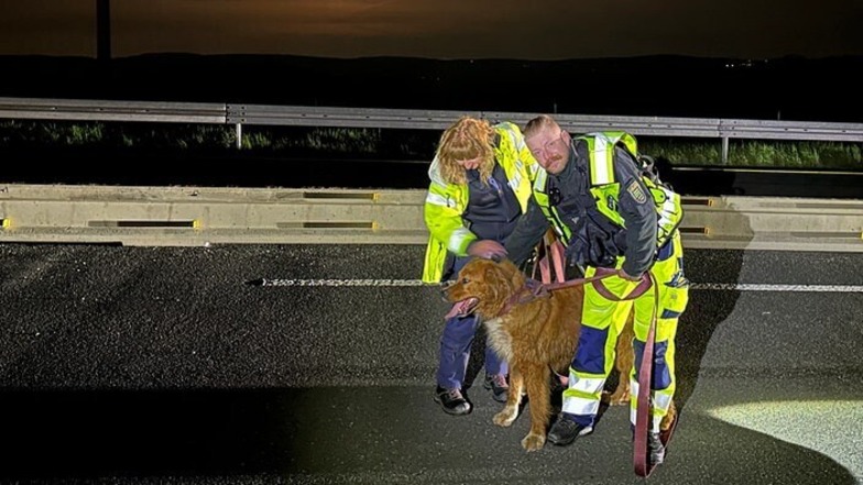 Hund trauert auf A72 bei Zwickau um toten anderen Hund und sorgt für Vollsperrung