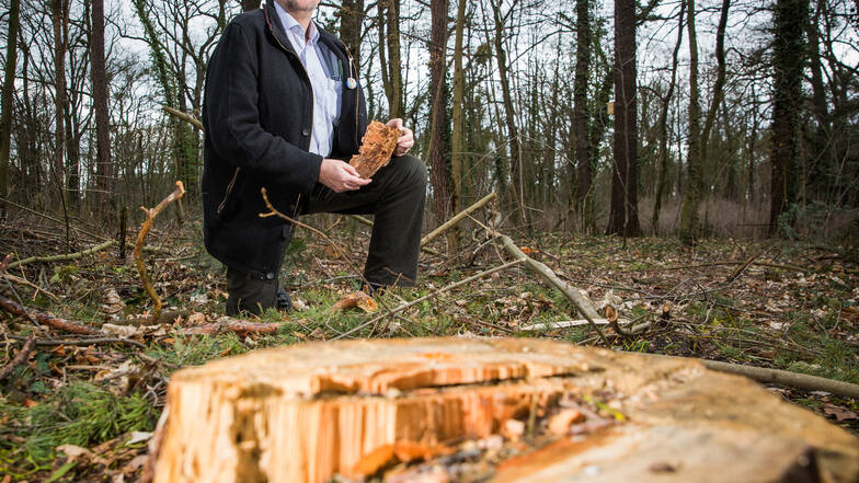Jörg Lange ist Abteilungsleiter im Dresdner Grünflächenamt. Er konnte am Freitag die wichtigsten Fragen zum Kahlschlag im Waldpark Blasewitz beantworten.