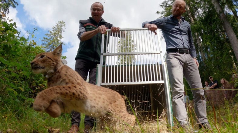 Luchs Anton wird im westlichen Erzgebirge ausgewildert.