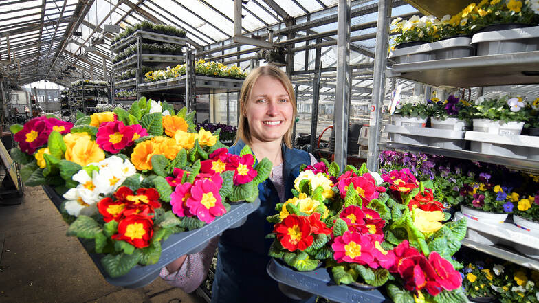 Bianca Seidl von der BluBäu-Gärtnerei präsentiert frisch gezogene Priemeln. Die dürfen in der Harthaer Betriebsstätte des Unternehmens weiter verkauft werden, weil dort Pflanzen produziert werden.