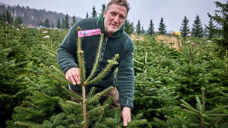 "Gute Qualitäten." Gartenbaumeister Robert Kleinstäuber preist seine Ware an. Der Weihnachtsbaumverkauf muss die Firma das ganze Jahr über ernähren.