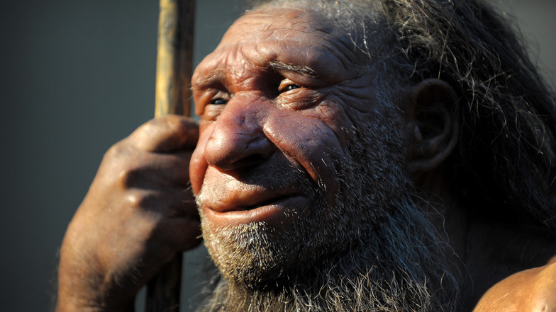 Die Nachbildung eines älteren Neandertalers im Neanderthal-Museum in Mettmann