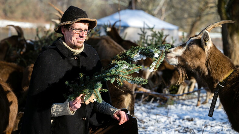 Fressen ihm aus der Hand: Ziegenhirte Patrick Pietsch mit einer seiner Thüringer Waldziegen an den Elbwiesen in Königstein.