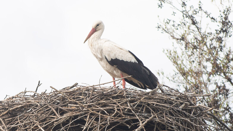 Am Dienstagnachmittag war nur eines der Tiere am Eschdorfer Nest anzutreffen.