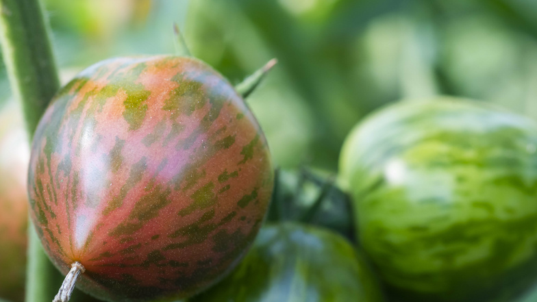 Pink Boar heißt diese sortenechte Tomate. Aus ihrem Samen lassen sich wieder Pflanzen ziehen, anders als bei den Hybriden, die oft im Handel angeboten werden. Vor einigen Jahren hat sich Birgit Kempe mit ihren vielen Tomatensorten selbstständig gemacht, v