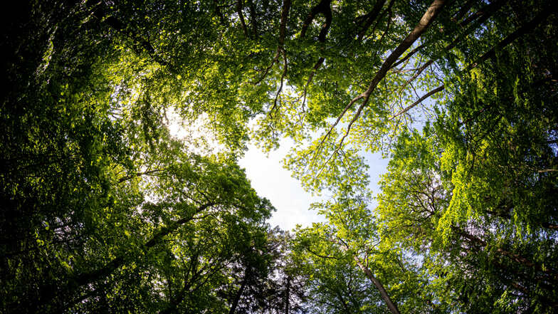 Forstverbände fordern mehr Unterstützung beim klimagerechten Umbau des Waldes. Unter anderem pochen sie auf mehr finanzielle Hilfe und weniger Einschränkungen bei der Forstnutzung