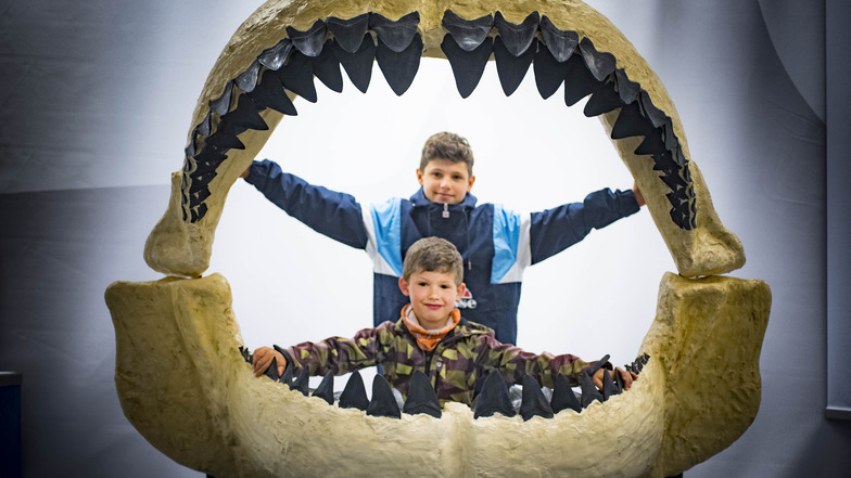 Das Kamenzer Museum der Westlausitz stellt auch diese Gebissrekonstruktion eines Makrelenhais (Carcharocles megalodon) aus. Auch Hugo (v.) und Benno aus Bayern, die gerade ihre Osterferien bei den Großeltern in Dresden verbringen, sind fasziniert von der