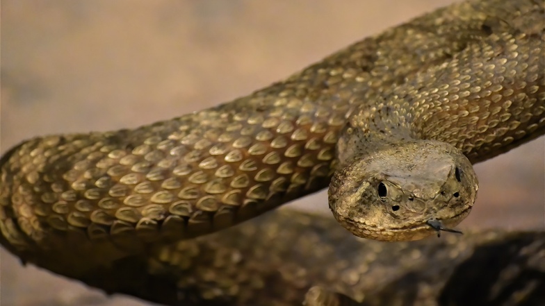 In Australien gibt es massenhaft giftige Schlangen.