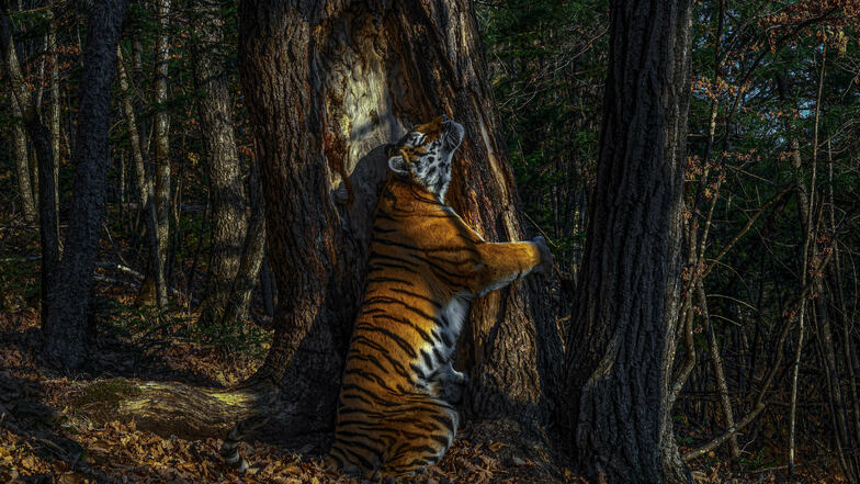 Das Siegerfoto zeigt einen Amur-Tiger, der in einem kargen Wald in Sibirien einen Baum umarmt. Die Tigerart gilt als vom Aussterben bedroht