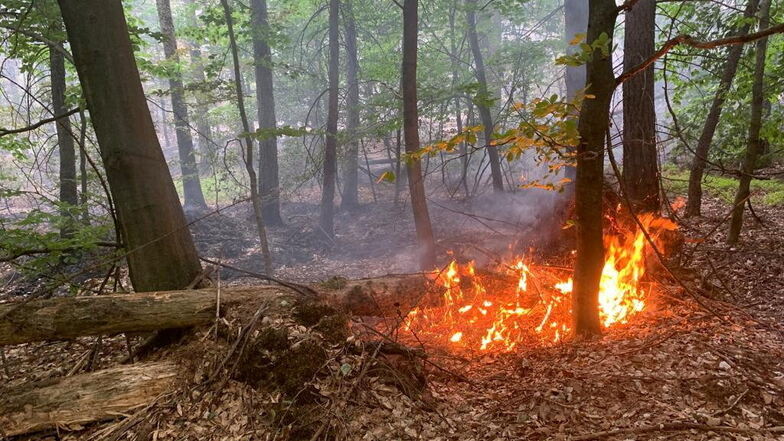 Sächsische Schweiz: Antragsfrist für Waldbrandhilfen verlängert