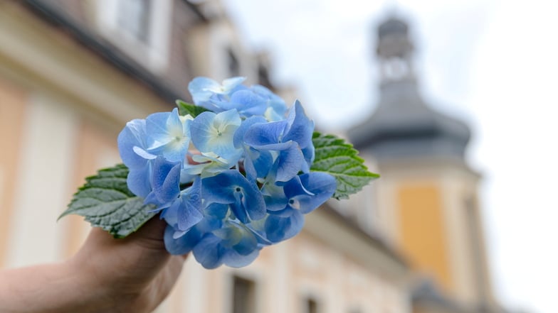 Saisonende in Zuschendorf: „Keine Blume stirbt so schön wie die Hortensie“