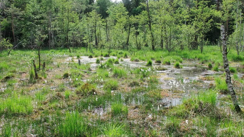 Das Waldmoor bei Großdittmannsdorf. Dazu gibt es in Laußnitz demnächst eine Tagung von Fachleuten.