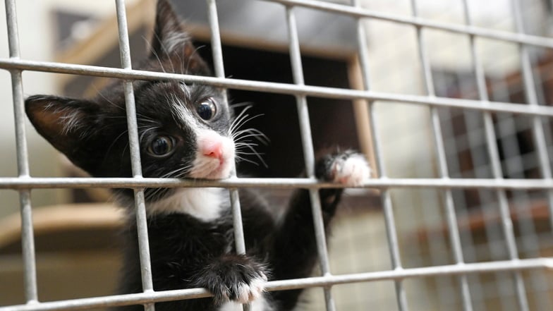 Notruf aus Sachsens Tierheimen: zu viele Katzen und Hunde, zu hohe Kosten