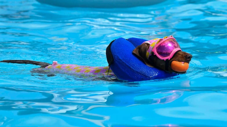 in Hund schwimmt mit Schwimmbrille und Badeanzug in einem Schwimmbad.