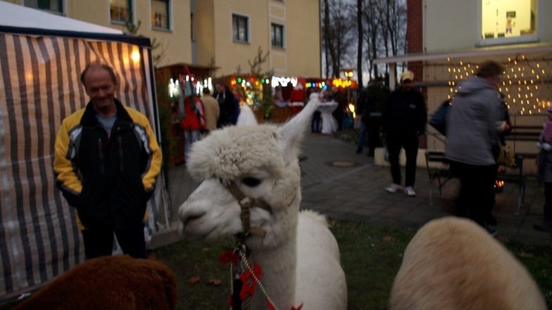 Von Pertershain kamen eigens Alpakazüchter mit ihren Tieren zum Adventsfest, um mit den Tieren die Bewohner und Besucher zu erfreuen.