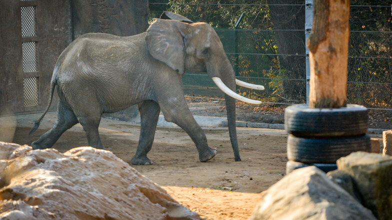 Eingelebt hat sich der Elefantenbulle Tembo in Dresden inzwischen gut. Nur die Zuchterfolge lassen bislang auf sich warten.