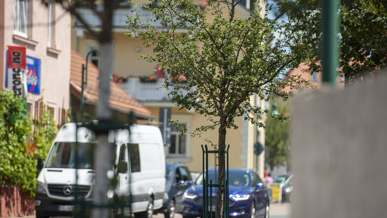 Auch wenn es ab und an regnet - Jungbäume, wie die auf der Hauptstraße, müssen gewässert werden, sollen sie unbeschadet durch den Sommer kommen.