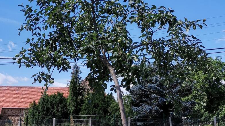 In Neusorge in der Oberlausitz steht ein neu gepflanzter Böhmischer Rosenapfel-Baum.