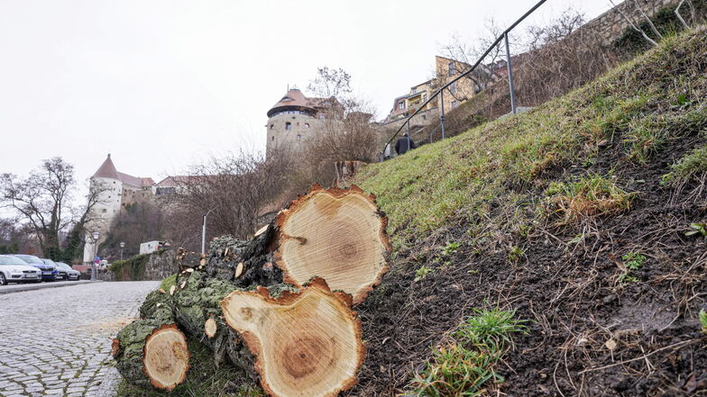 Der Hang an der Ortenburg in Bautzen verändert sich  derzeit sehr. Zahlreiche Bäume werden gefällt.