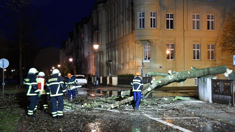 Auf der Goethestraße in Görlitz stürzte ein Baum um, die Feuerwehr musste ausrücken.