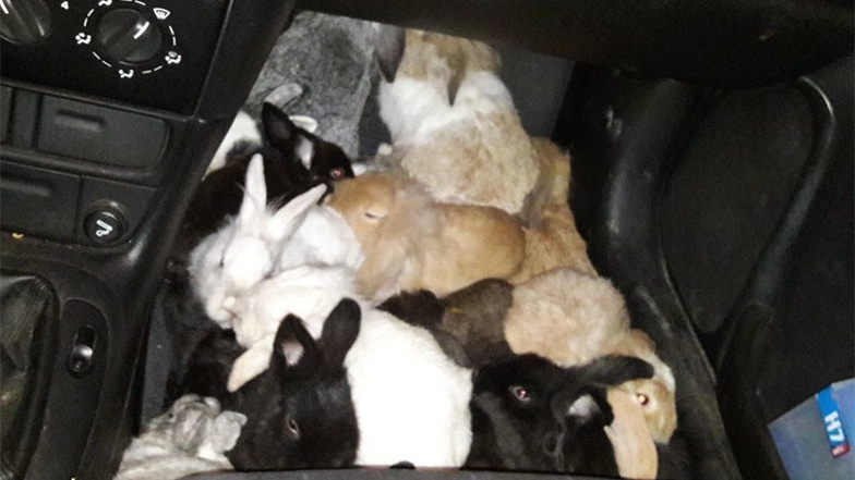 In der Fußgrube seines Autos transportierte Peter Schmidt die Kaninchen in sein Haus. Dort versorgte er sie ein Wochenende lang.