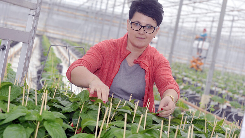 In der Gärtnerei in Boxberg bereitet Dorotha Paprika zur Auspflanzung in den Gewächshäusern vor.
