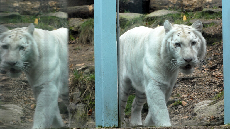 Der Zoo Liberec hat einen weißen Tiger einschläfern lassen müssen.