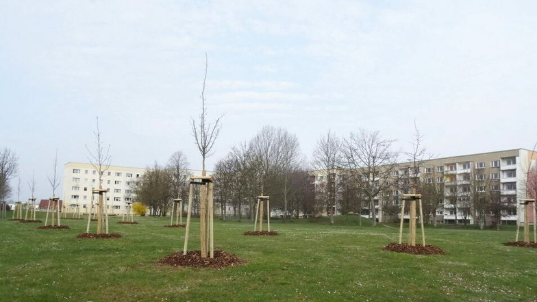 Kommwohnen hat an der Schlesischen Straße in Königshufen 27 neue Bäume gepflanzt.