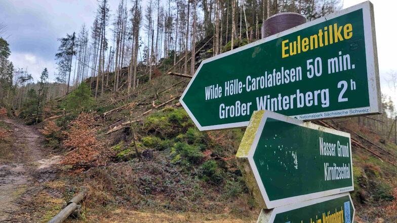 Sächsische Schweiz: Wanderweg Eulentilke im Nationalpark frei gesägt