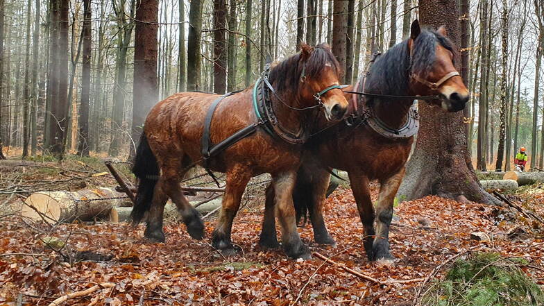 Tharandter Wald: Förster setzen Pferde ein
