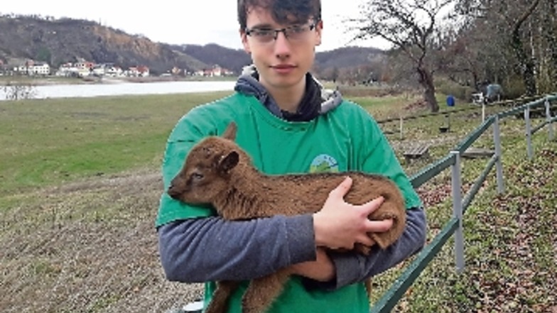 Steffan Stahl, der seit November im Elbetierpark ein Freiwilliges Ökologisches Jahr absolviert, hält die jüngste Tierparkbewohnerin, eine Juan-Fernandez-Ziege, im Arm.