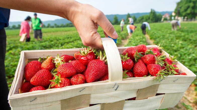 Erdbeeren - frischer als selbst gepflückt geht nicht. Das ist jetzt bis Ende Juli auf den Feldern bei Sörnewitz wieder möglich. Dafür mussten Berge von Unkraut aus den Pflanzenreihen gezogen werden.